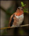 _8SB8557 rufous hummingbird